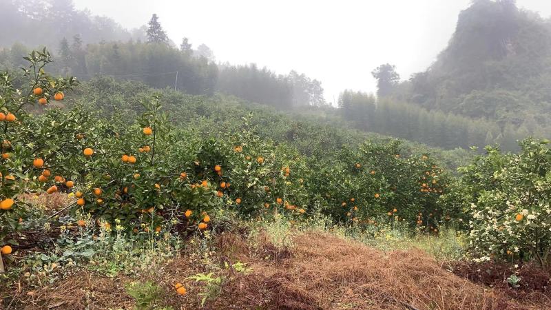 【回购率高】广西精品夏橙，口感香甜可口，夏日难得的美味。