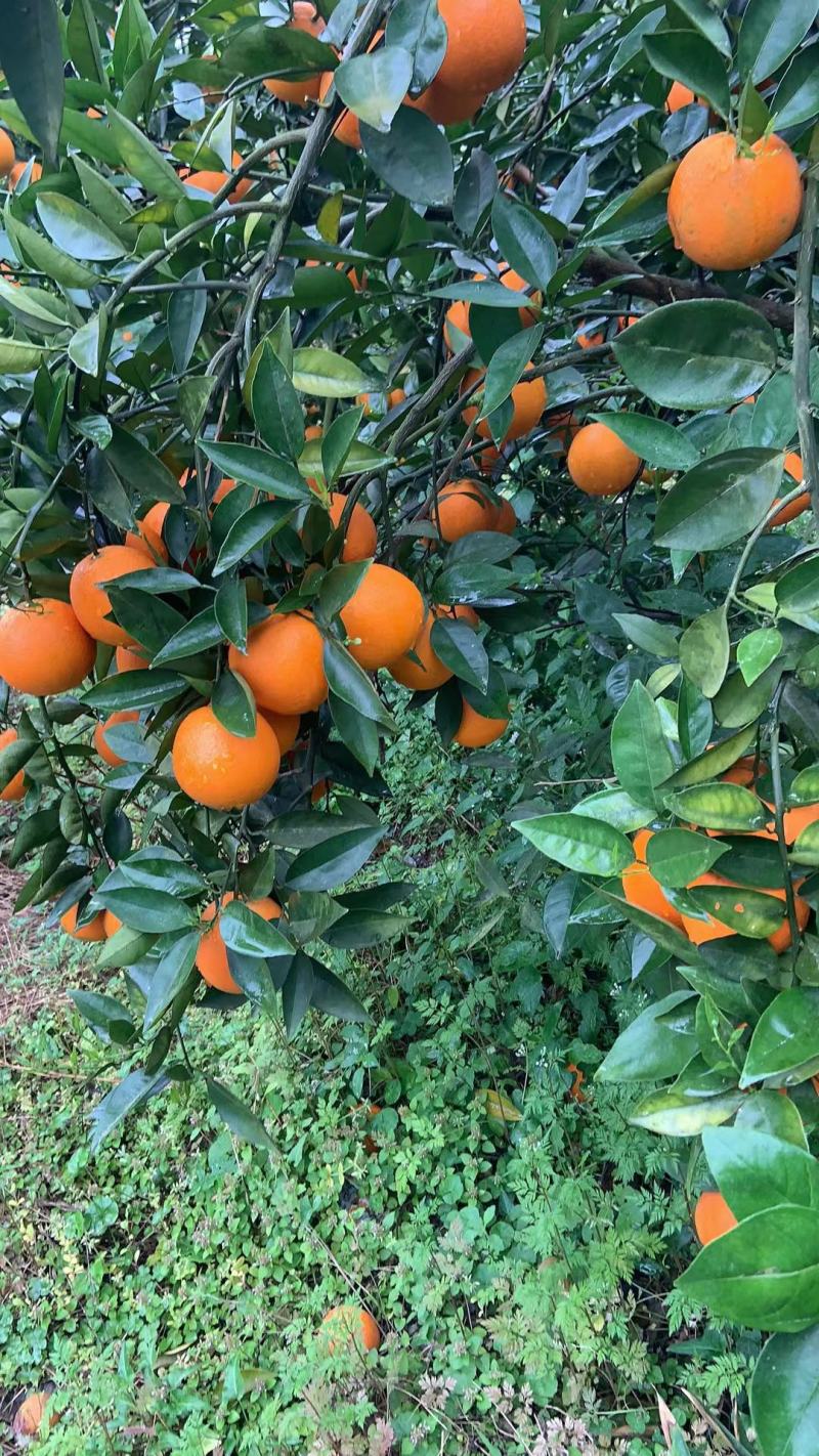 【回购率高】广西精品夏橙，口感香甜可口，夏日难得的美味。
