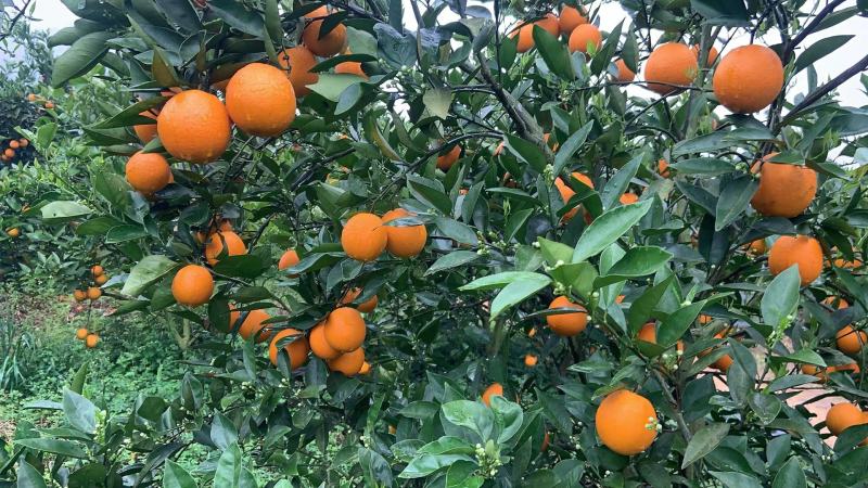 【回购率高】广西精品夏橙，口感香甜可口，夏日难得的美味。