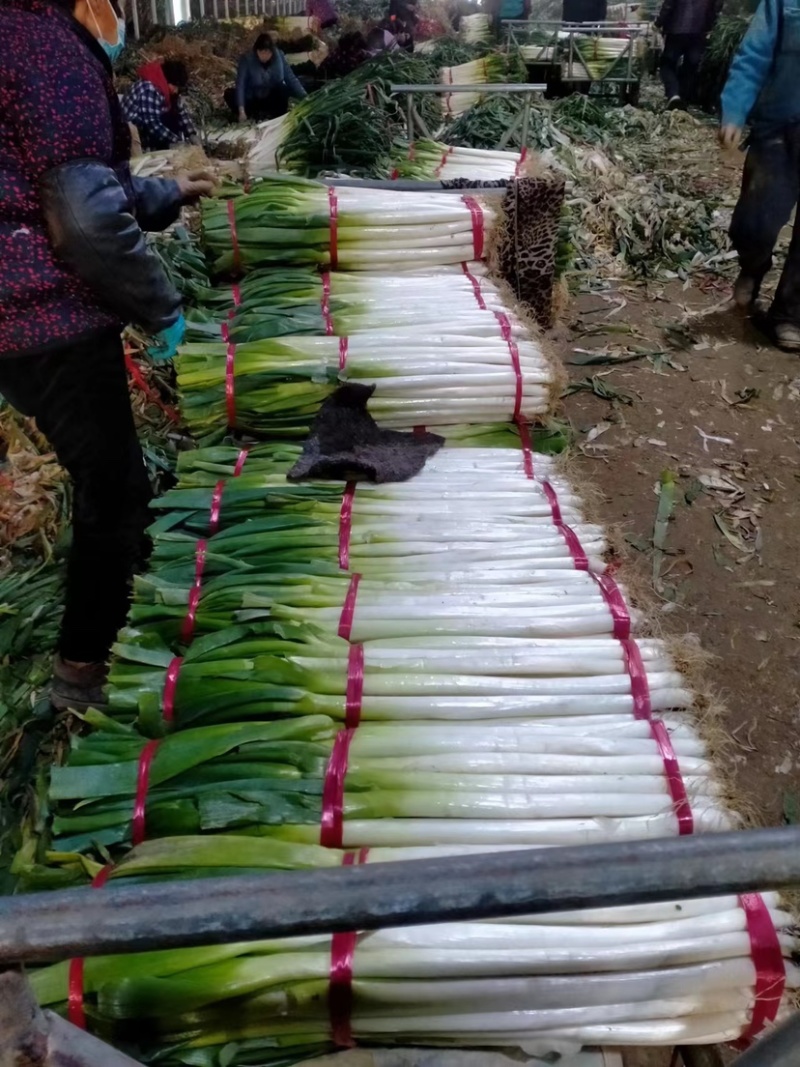 新野黑分大葱刚葱大量上市，量大从优欢迎采购