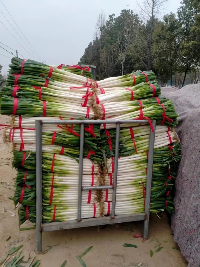 新野黑分大葱刚葱大量上市，量大从优欢迎采购