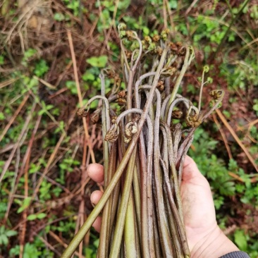 蕨菜鲜货，干货都有，需要请联系