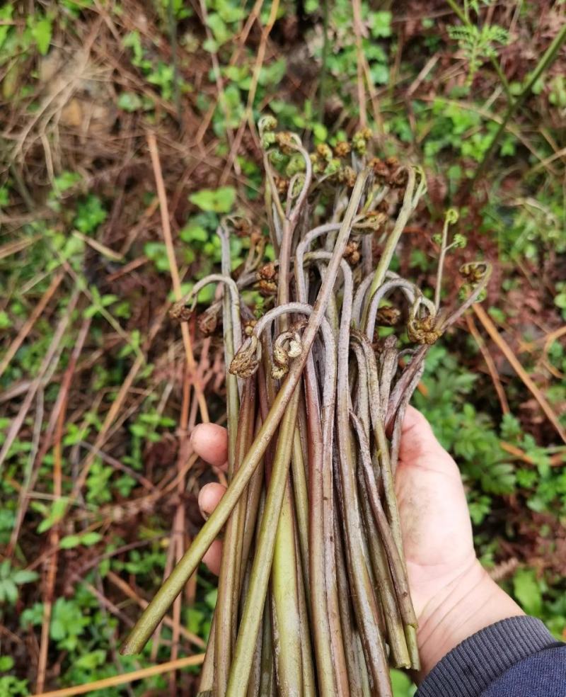 蕨菜鲜货，干货都有，需要请联系