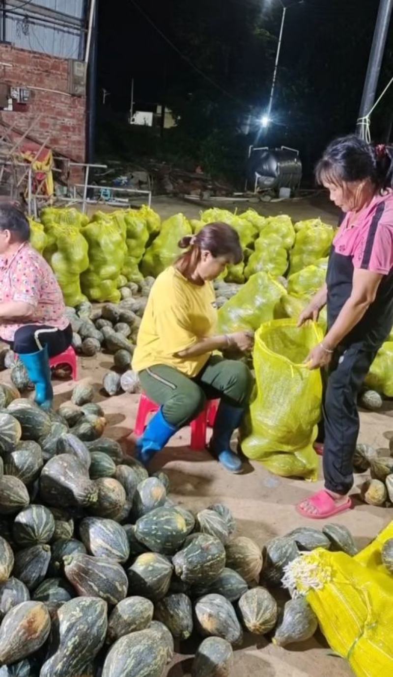 湛江香芋南瓜基地现货现发量大从优产地直供欢迎电联采购！
