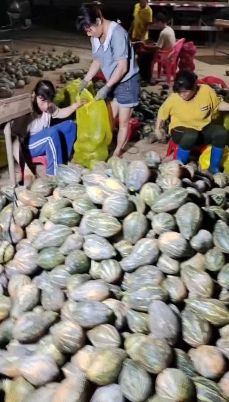 湛江香芋南瓜基地现货现发量大从优产地直供欢迎电联采购！