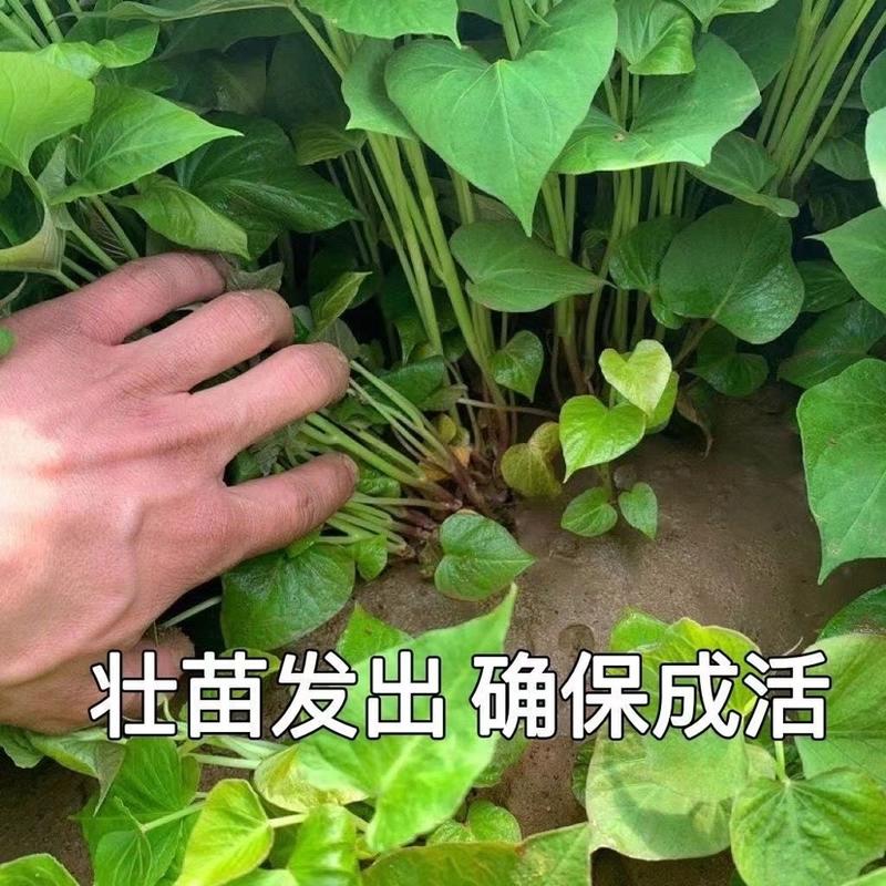 洛薯13红薯苗原种脱毒供应汝阳栾川洛宁伊川县等