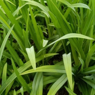 大花萱草地苗小杯大杯加仑盆规格齐全