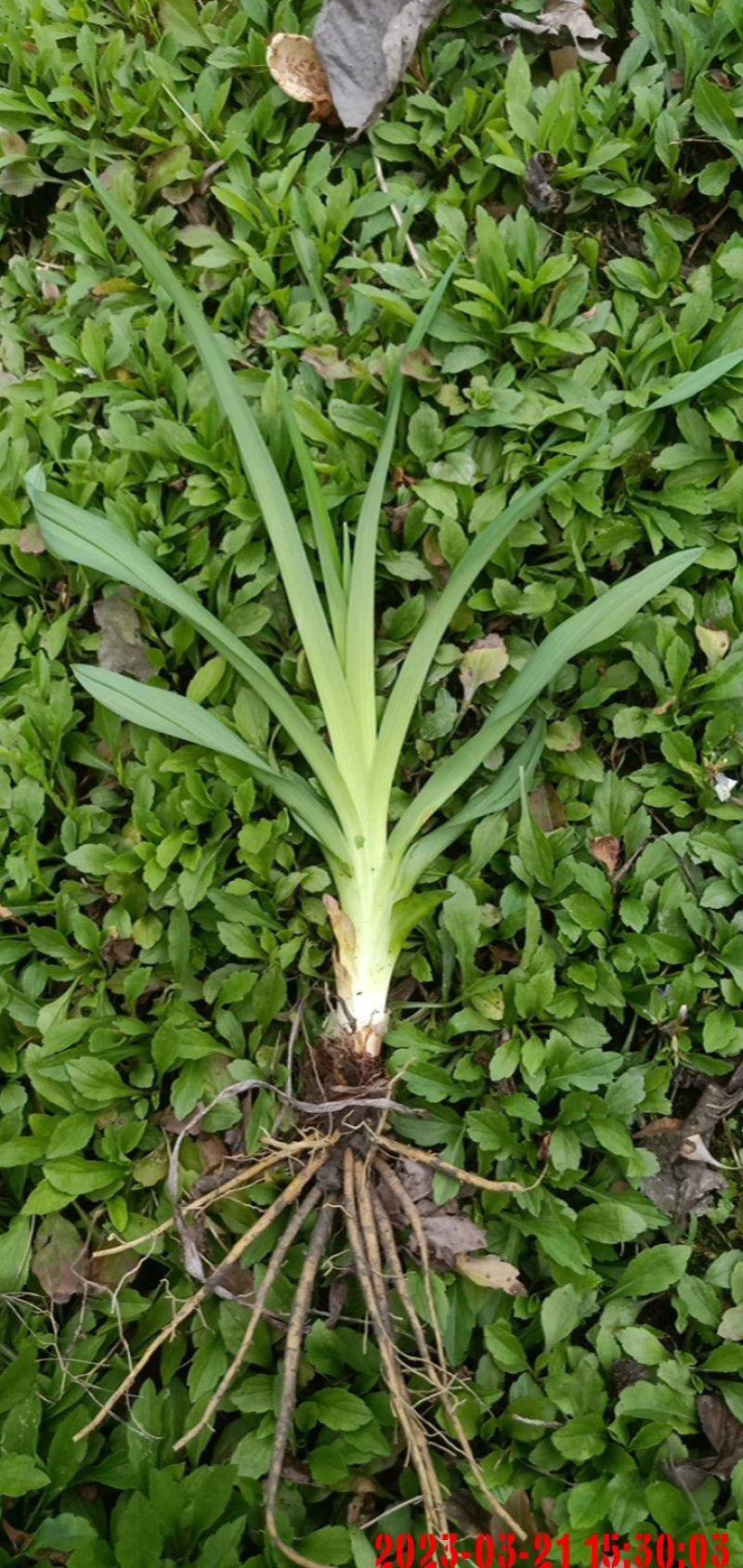 大花萱草地苗小杯大杯加仑盆规格齐全
