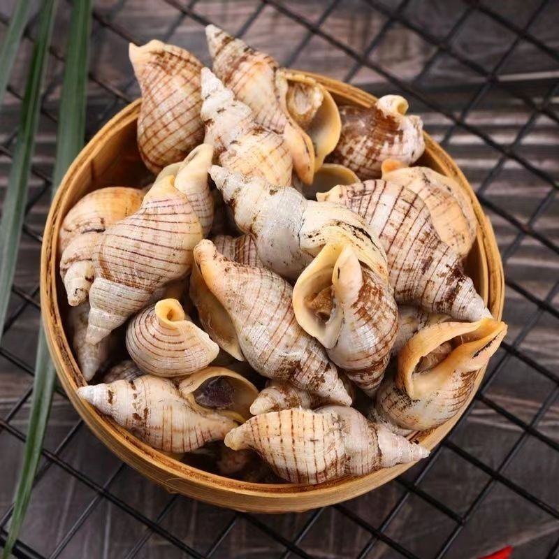 连云港特产鲜活小海螺红枣螺，海螺贝贝螺白玉螺辣炒白灼红