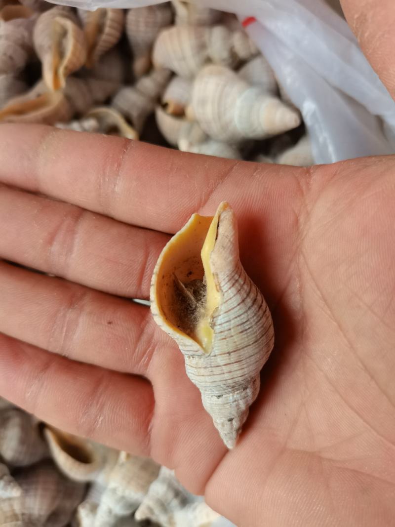 连云港特产鲜活小海螺红枣螺，海螺贝贝螺白玉螺辣炒白灼红