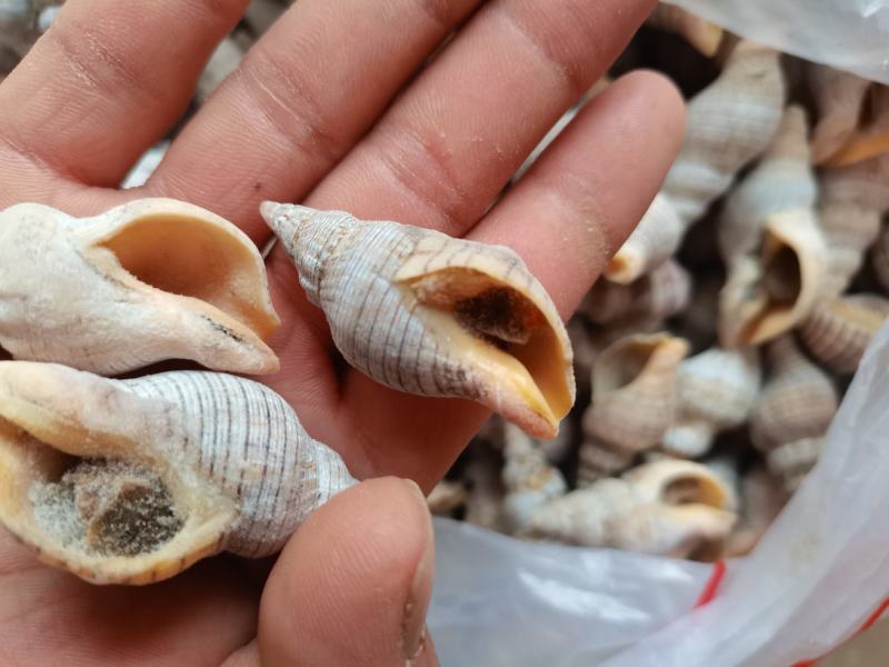 连云港特产鲜活小海螺红枣螺，海螺贝贝螺白玉螺辣炒白灼红