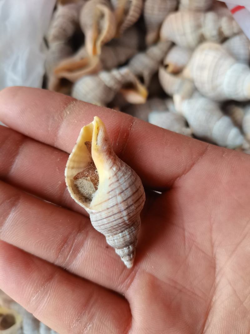 连云港特产鲜活小海螺红枣螺，海螺贝贝螺白玉螺辣炒白灼红