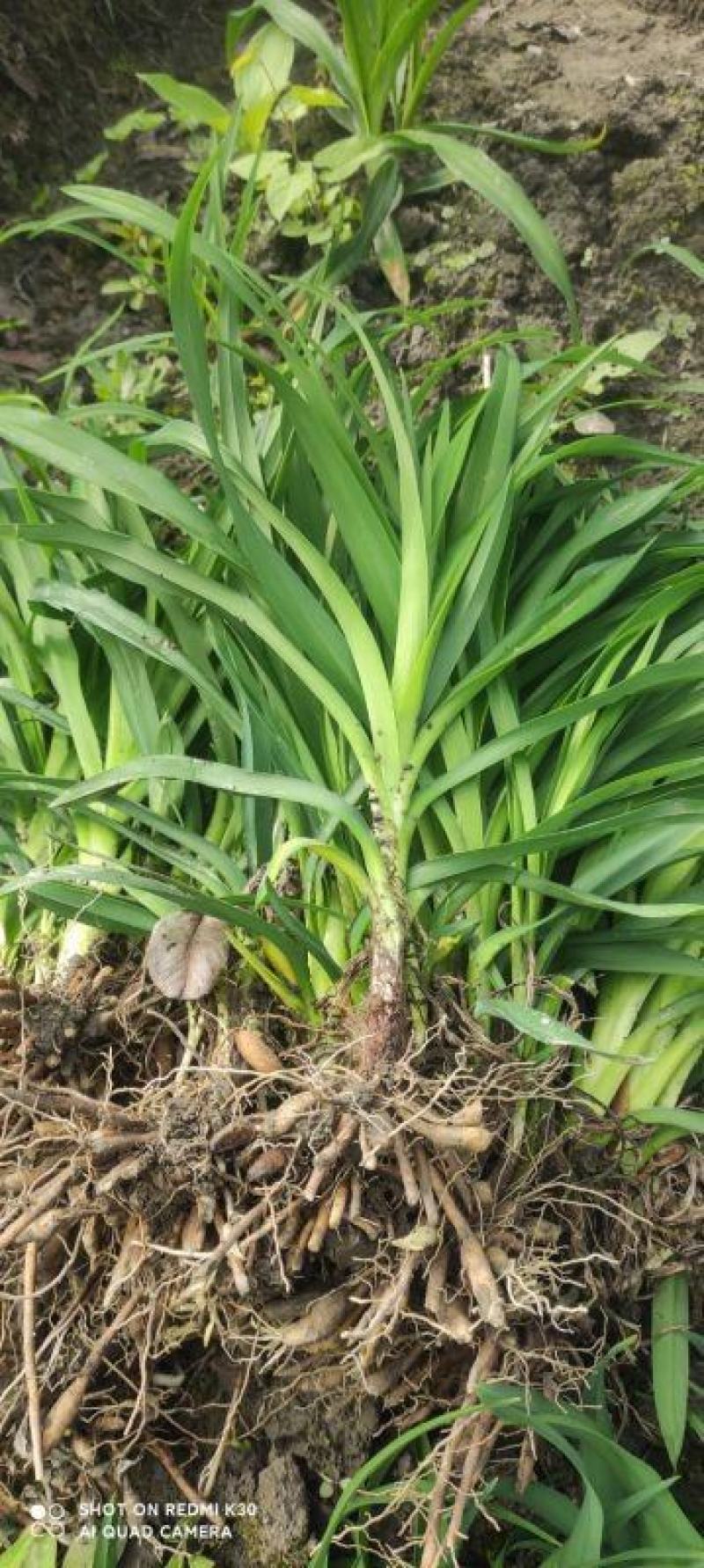 大花萱草地苗小杯大杯加仑盆规格齐全