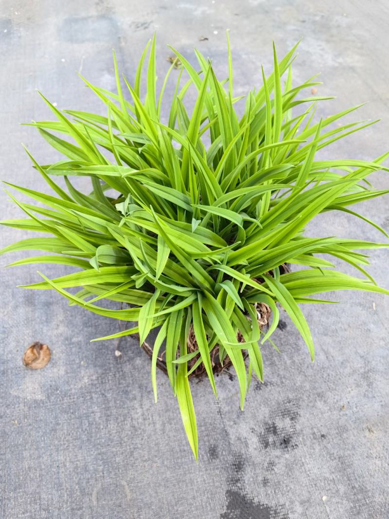 大花萱草地苗小杯大杯加仑盆规格齐全