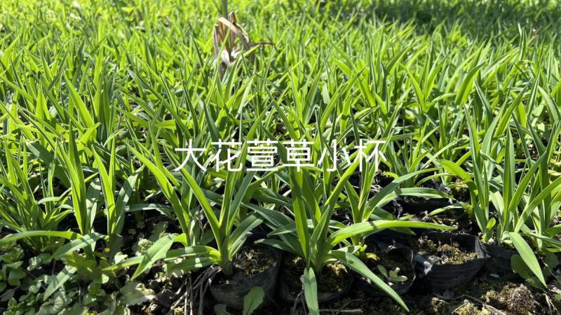 大花萱草地苗小杯大杯加仑盆规格齐全