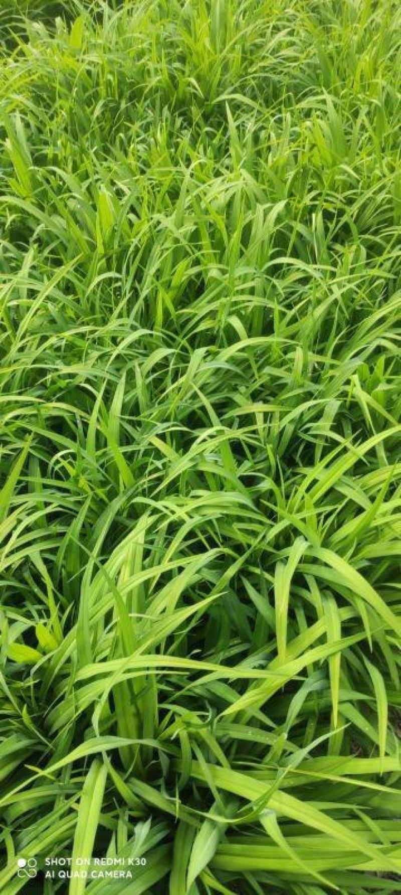 大花萱草地苗小杯大杯加仑盆规格齐全