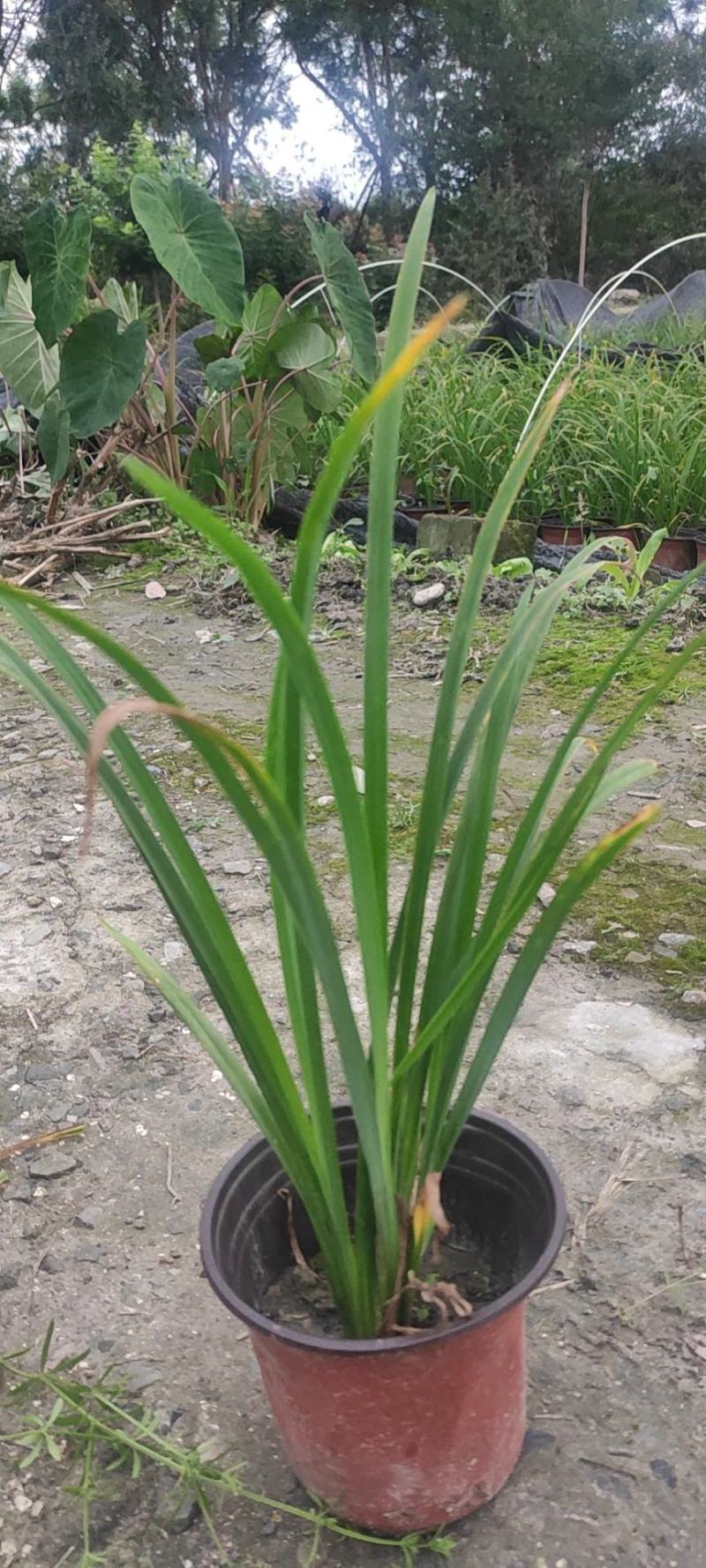 大花萱草地苗小杯大杯加仑盆规格齐全
