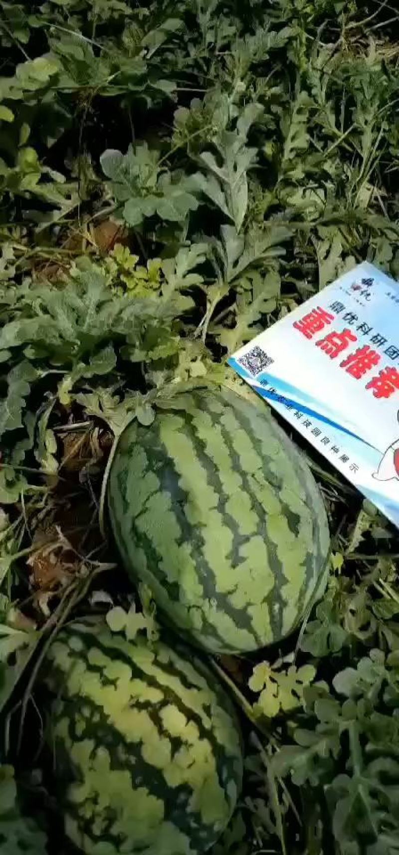 冠龙王西瓜种子早熟口感薄皮易坐果亩产5000公斤
