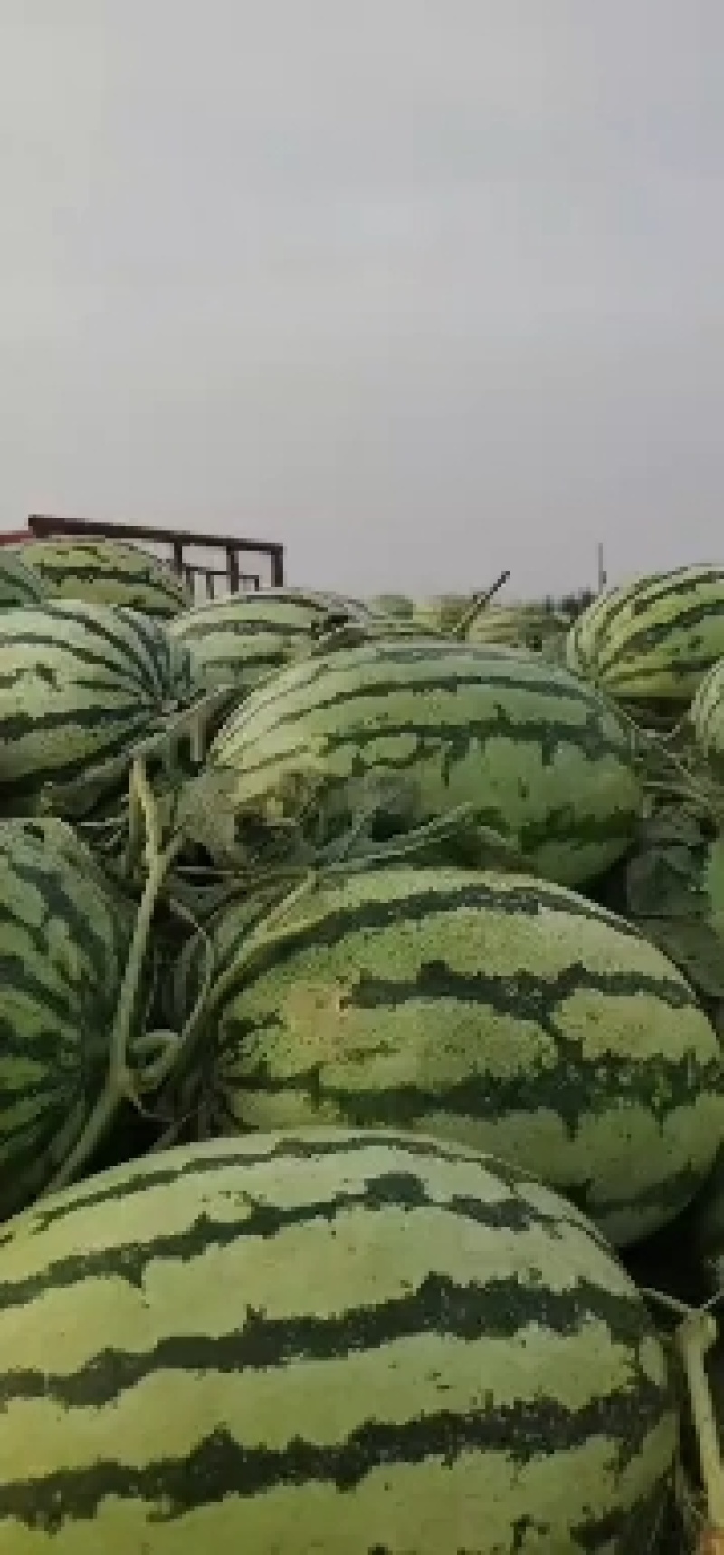 冠龙王西瓜种子早熟口感薄皮易坐果亩产5000公斤