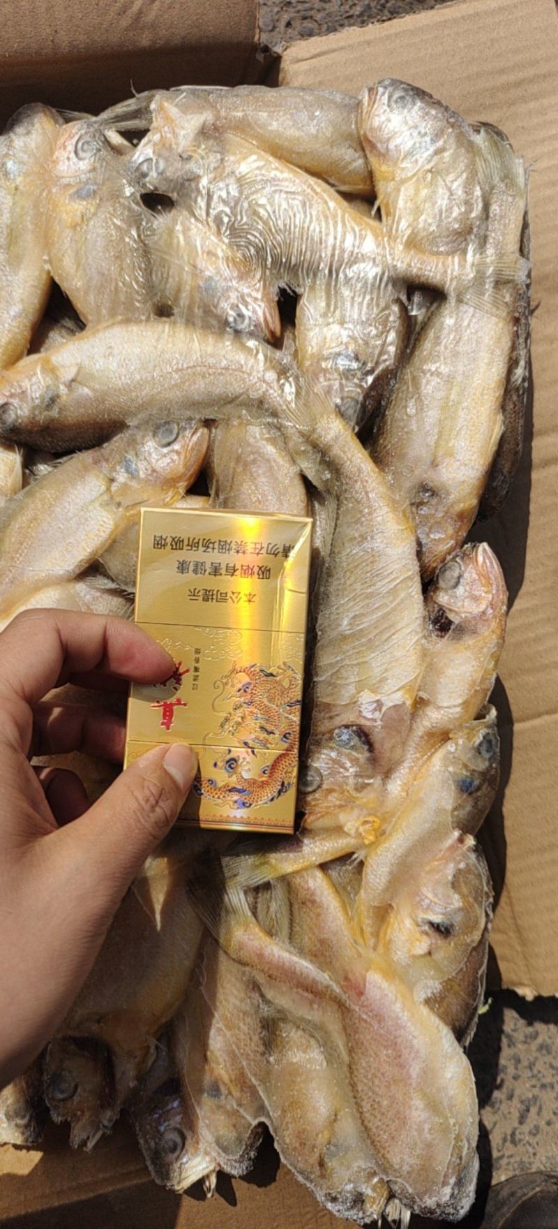 黄花鱼小黄鱼非养殖小黄花鱼非养殖大花鱼