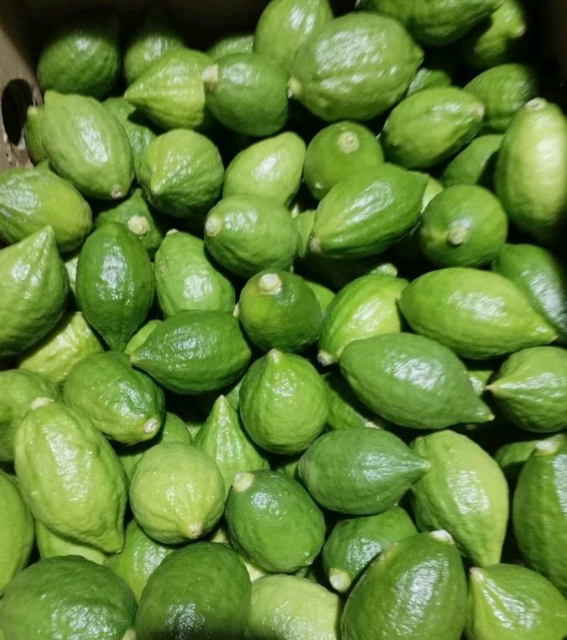 广东次一级果香水柠檬现货新鲜直发量大从优