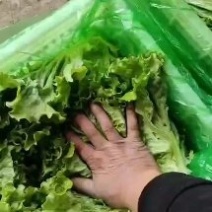 精品生菜