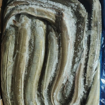 鳗鱼，星鳗鱼船东高质量各种规格的海鳗鱼星鳗鱼