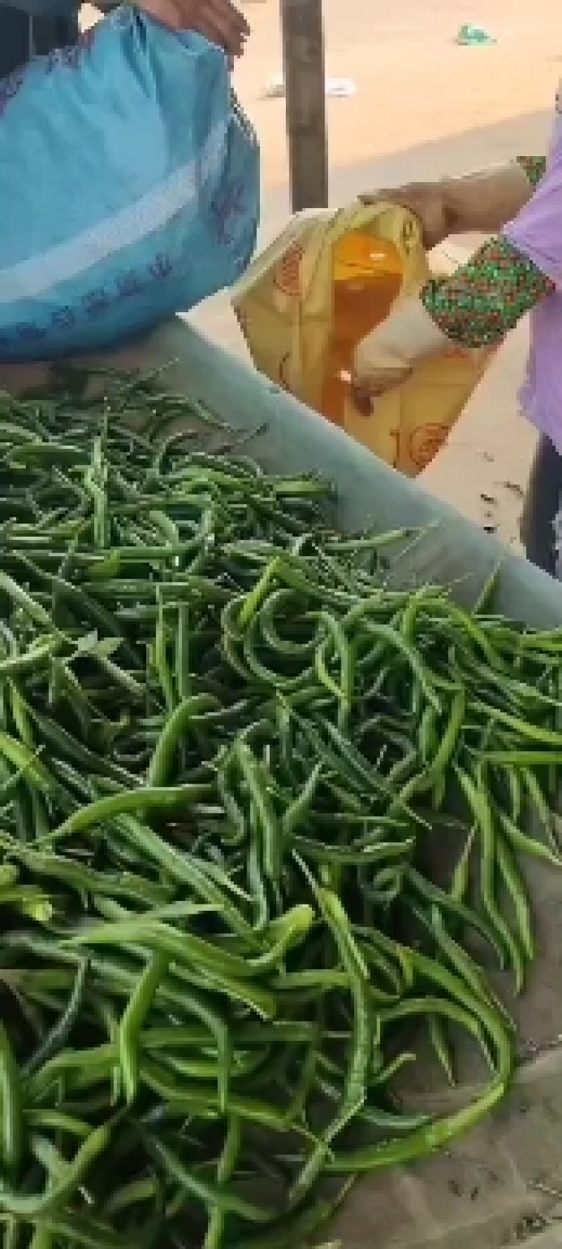 广东湛江新鲜辣椒3号线椒品质保证欢迎全国各地前来采购！