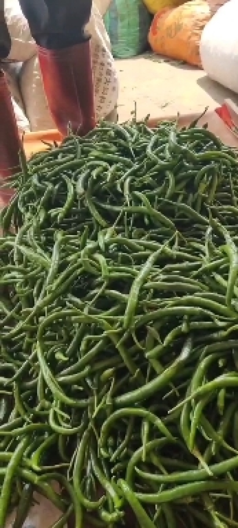 广东湛江新鲜辣椒3号线椒品质保证欢迎全国各地前来采购！