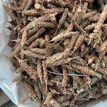 夏枯球天然纯新货中药材无硫夏枯草夏枯草茶夏枯草干