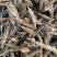 夏枯球天然纯新货中药材无硫夏枯草夏枯草茶夏枯草干