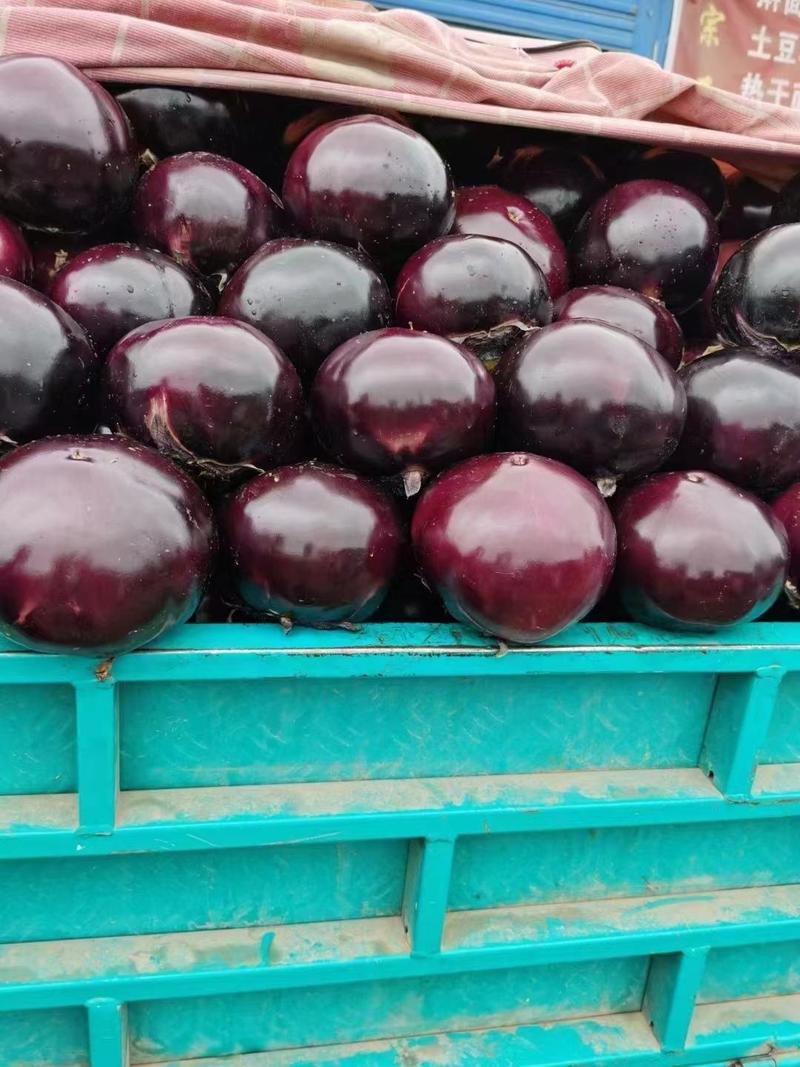 【紫光圆茄】茄子现货产地直发量大从优欢迎选购