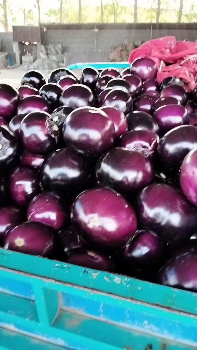 【紫光圆茄】茄子现货产地直发量大从优欢迎选购