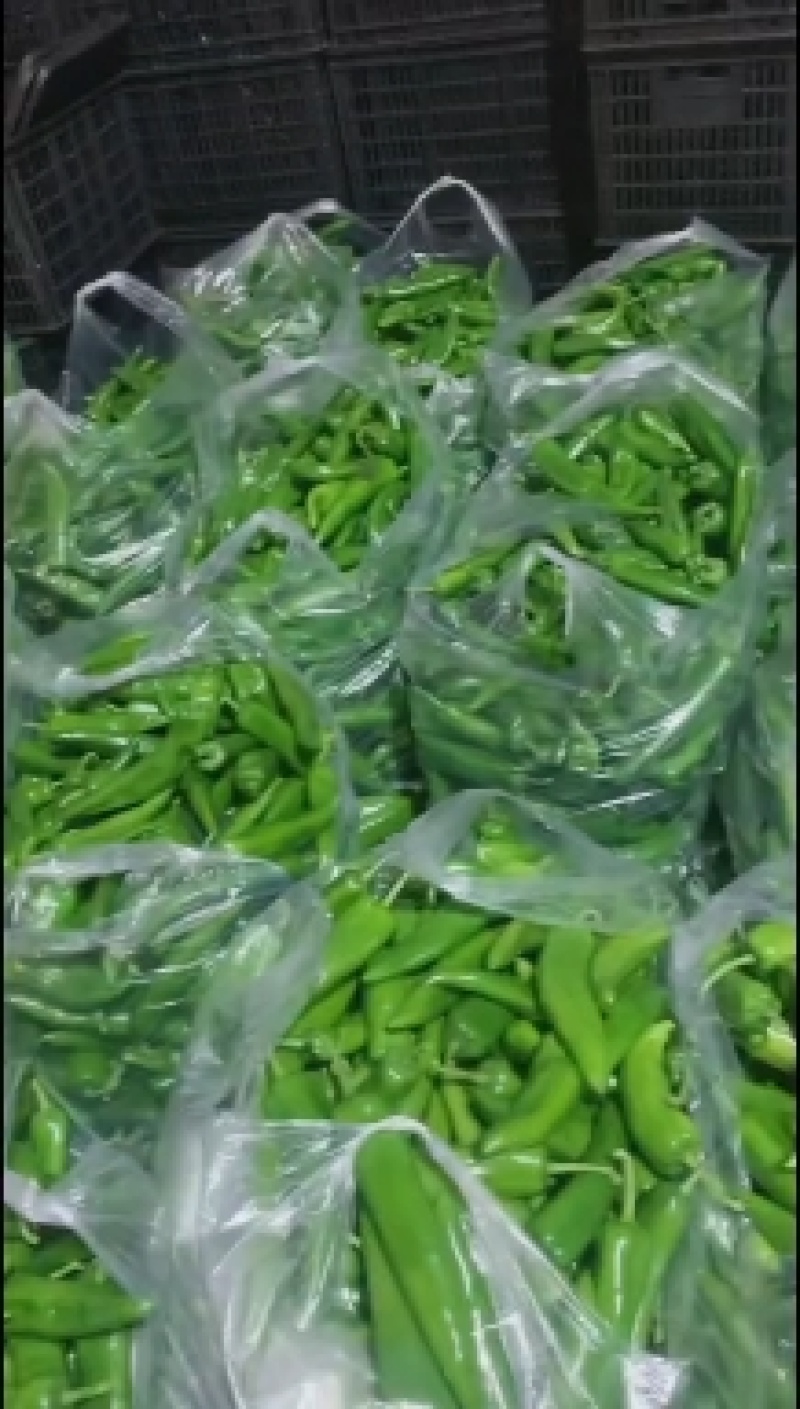 广东湛江鲜辣青皮尖椒品质保证市场货电商货欢迎电联采购！