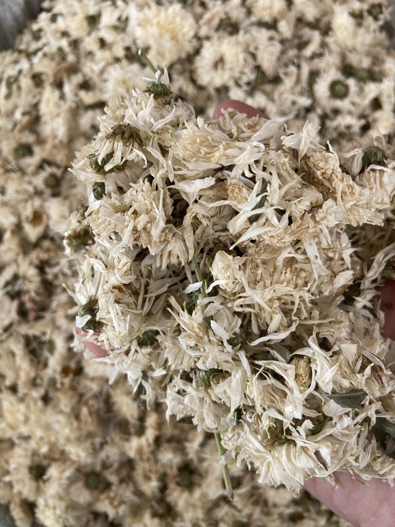 新货无硫白菊花茶散装野生黄山贡菊花大朵明目新花