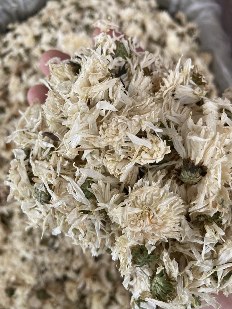 新货无硫白菊花茶散装野生黄山贡菊花大朵明目新花