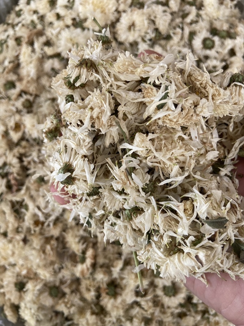 新货无硫白菊花茶散装野生黄山贡菊花大朵明目新花