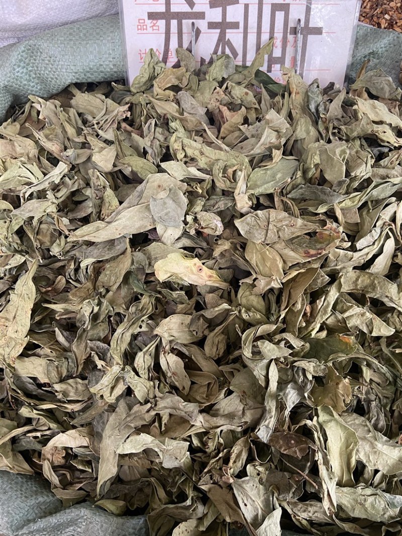 正品龙利叶中药材无硫新货龙俐叶龙舌叶龙脷叶牛耳叶