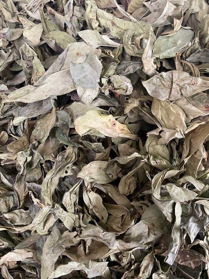 正品龙利叶中药材无硫新货龙俐叶龙舌叶龙脷叶牛耳叶