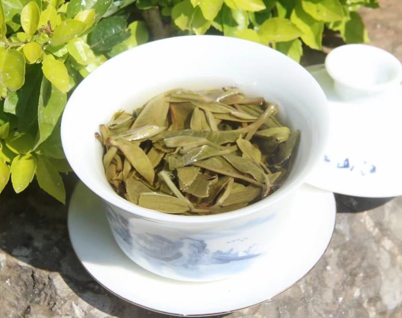 2023年明前春茶大朝山，一年一见500克
