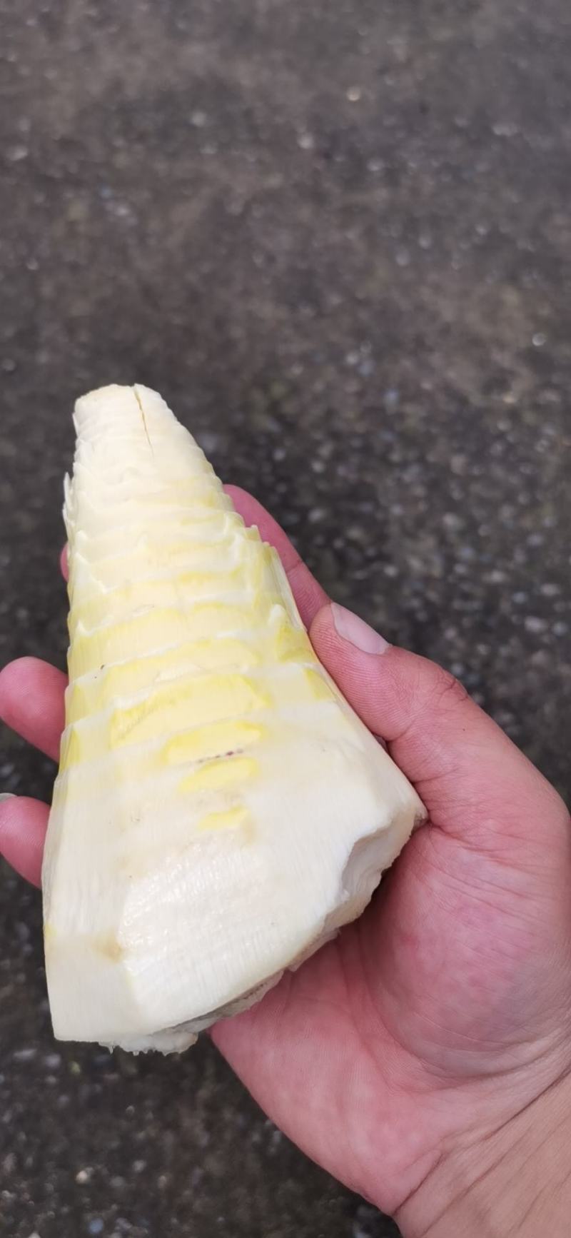 楠竹笋鲜货干货都有，需要的老板联系