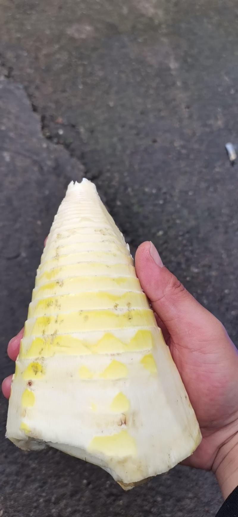 楠竹笋鲜货干货都有，需要的老板联系