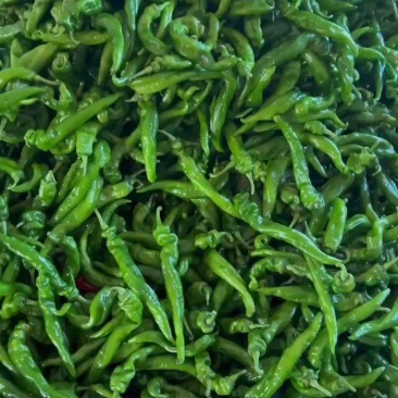 广东湛江鲜辣椒，陇椒品质保证市场货电商货欢迎电联采购！