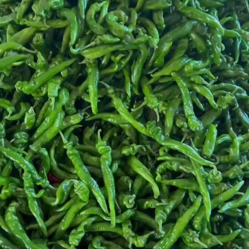 广东湛江鲜辣椒，陇椒品质保证市场货电商货欢迎电联采购！