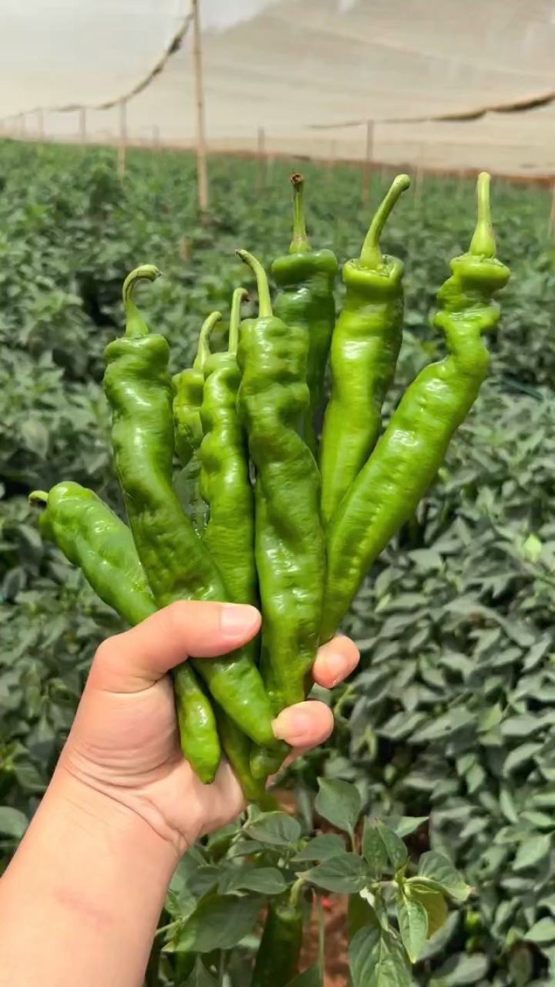 广东湛江鲜辣椒，陇椒品质保证市场货电商货欢迎电联采购！