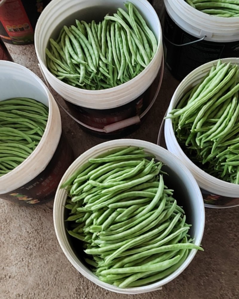 小金豆