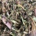 野生败酱草花败酱草中药材正品败酱草无硫新鲜干货