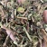 野生败酱草花败酱草中药材正品败酱草无硫新鲜干货