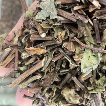 无硫猫须草野生猫须草茶牙努秒猫须公草新鲜干货