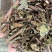 无硫猫须草野生猫须草茶牙努秒猫须公草新鲜干货